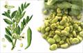 Vicia faba